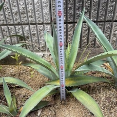 【耐寒性】アオノリュウゼツラン
