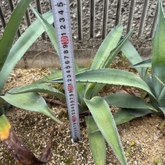 【耐寒性】アオノリュウゼツラン