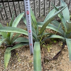 【耐寒性】アオノリュウゼツラン