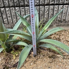【耐寒性】アオノリュウゼツラン