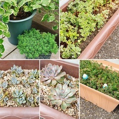 🍀🌸new🍀🌸ガーデニングセット 多肉植物＆底石＆スリット鉢など