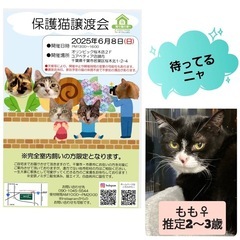 猫ちゃん
