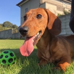 ダックス