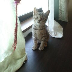 子猫の里親募集