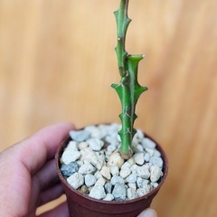🉐奇怪植物クンチー！流通量も少なく変わった塊根植物です。
