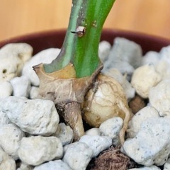 🉐奇怪植物クンチー！流通量も少なく変わった塊根植物です。の画像