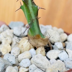 🉐奇怪植物クンチー！流通量も少なく変わった塊根植物です。の画像