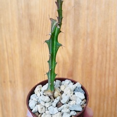 🉐奇怪植物クンチー！流通量も少なく変わった塊根植物です。の画像