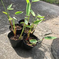 ※転売禁　ウォーターカンナ（水生植物）ポット苗　