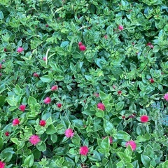 うるま市です
多年草ハナツルソウの画像