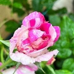 エドゥアールマネ　大苗　薔薇の画像