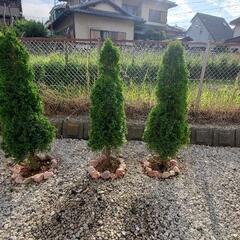 コニファ　1.2～1.5mくらい 3本の画像