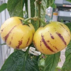 ペピーノ苗　の画像