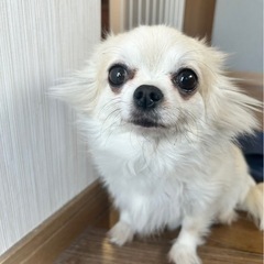 諸事情により飼う事が難しくなりました。可愛がって育てて頂ける方を...