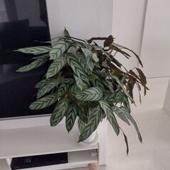 クチナンテ　セトサの画像