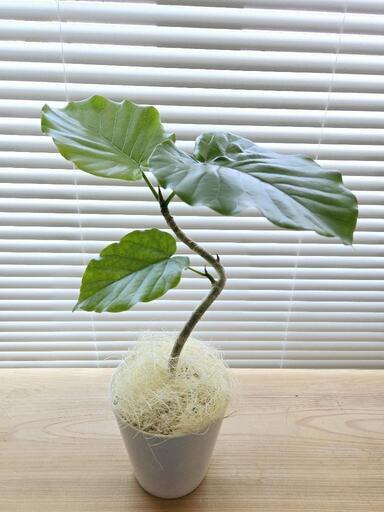 希少なフィカス・ベンガレンシス・ペコ　大株　新芽あり 希少なフィカス・ベンガレンシス・ペコ 大株 新芽あり