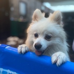 ポメラニアンのオス4歳