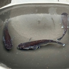 メダカ めだか🐟曜変天目 1ペアの画像