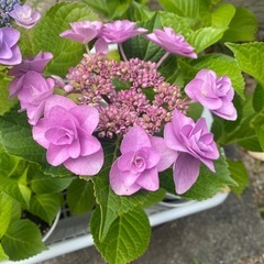 お花苗 バラ苗 ローズ 紫陽花 接木 挿し木の画像