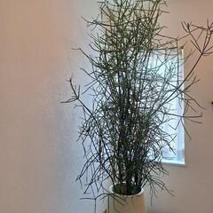 【決まりました】ミルクブッシュ　観葉植物