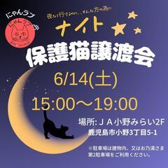 にゃんラブナイト譲渡会6／14