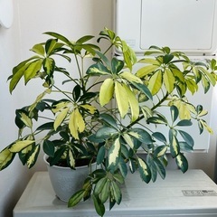 植物