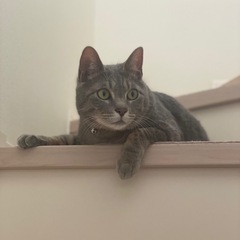 【急募】里親募集②