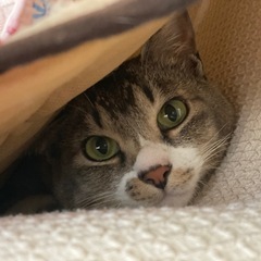 再募集 里親募集① - 猫
