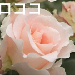 お花苗 バラ苗 ローズ 紫陽花 接木 挿し木の画像