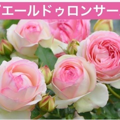 お花苗 バラ苗 ローズ 紫陽花 接木 挿し木の画像