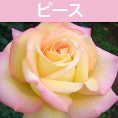 お花苗 バラ苗 ローズ 紫陽花 接木 挿し木
