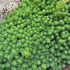 ☆多肉植物 ☆セダム３種類＆ブロウメアナ
☆１パック☆