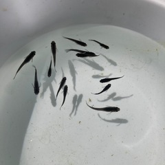 メダカ　オロチの画像