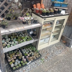 土日限定‼️無人販売所多肉祭り🏮👘✨の画像
