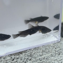 オロチメダカ　稚魚10匹➕α