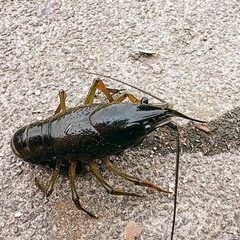 ザリガニ🦞