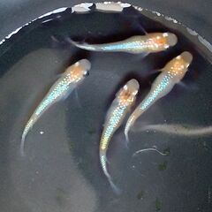 【サービス価格】メダカ ラメ王×サファ王 4匹セット 1000⇒500円の画像