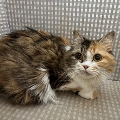 【里親募集中】　足長マンチカン　キャリコ　女の子