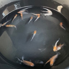 メダカ　あけぼの　画像全て