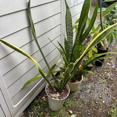 トラノオ　サンセベリア　観葉植物　塊根植物　多肉植物　ビザールプ...