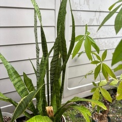 サンセベリア　トラノオ　観葉植物　塊根植物　多肉植物　ビザールプ...