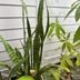 ランキングキーワードに紐づく投稿画像-多肉植物