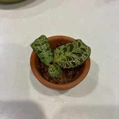 ジュエルオーキッド