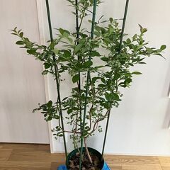 ブルーベリー実付き大苗 （サザンハイブッシュ系）ニューハノーバー