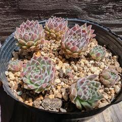 【多肉植物 セダム】センペルビウムポット入りの画像