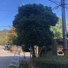 剪定1本から対応させて頂きます。