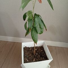 ライチの苗