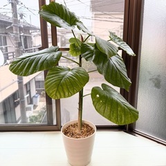 ウンベラータ　観葉植物