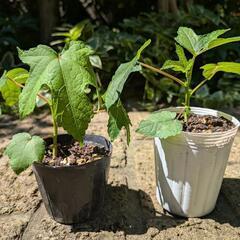【さしあげます】花を食べるオクラ(トロロアオイ)ポット苗