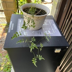  斑入りハゴロモジャスミン［ミルキーウェイ］